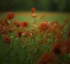 Poppy Papaver rhoeas